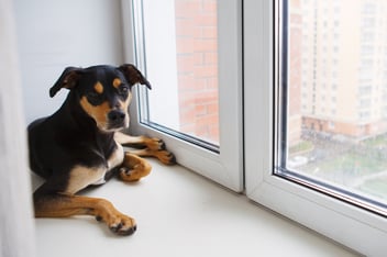 ¿Qué dice la Ley de Copropiedad sobre la tenencia de mascotas?