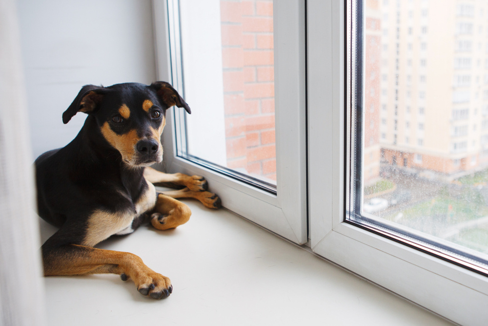 ¿Qué dice la Ley de Copropiedad sobre la tenencia de mascotas?